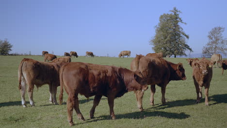 Rebaño-De-Vacas-Pastando