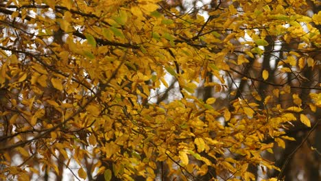 Gelbe-Blätter-An-Einem-Baum-Im-Herbst