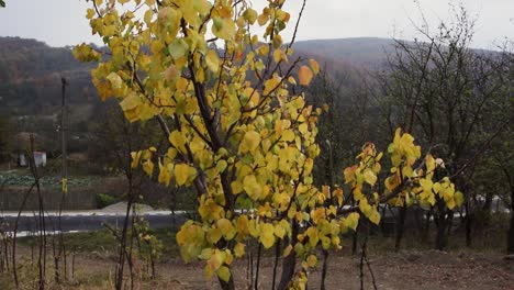 Tilt-up-tree-with-yellow-leaves-this-autumn