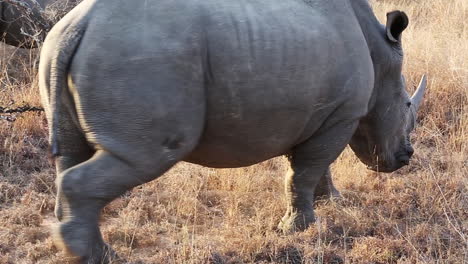 De-Cerca-A-Majestuosos-Rinocerontes-Blancos-Mientras-Pastan