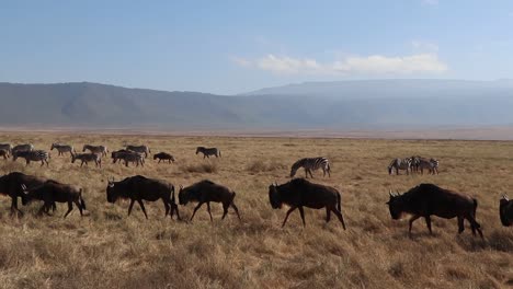 Ein-Clip-In-Zeitlupe-Einer-Herde-Von-Gnus,-Connochaetes-Taurinus-Oder-Gnu,-Die-Während-Der-Migrationssaison-Im-Ngorongoro-Krater-In-Tansania-über-Eine-Offene-Ebene-Marschieren