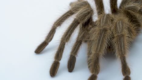 Tarantula-curls-up-defensively-by-tighening-legs-to-its-abdomen-while-on-a-studio-white-background