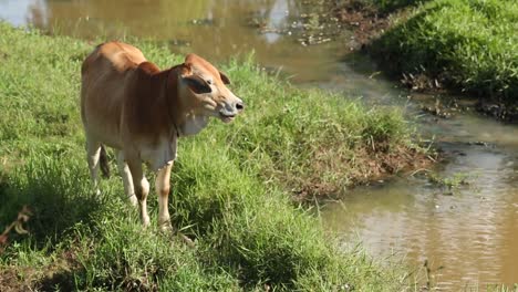 Kühe-Oder-Stier-In-Thailand