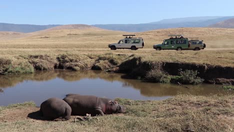 A-slow-motion-clip-of-two-Hippopotamus,-Hippo-or-Hippopotamus-amphibius-resting-alongside-a-small-waterhole-with-Safari-Vehicles-driving-past-during-migration-season-in-the-Ngorongoro-crater-Tanzania