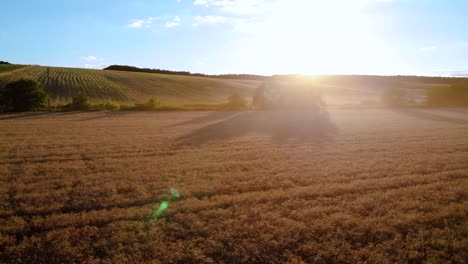 Luftaufnahme-Eines-Weizenfeldes-In-Der-Nähe-Einer-Farm-Bei-Sonnenuntergang-Im-Sommer,-Die-Das-Landleben-Darstellt