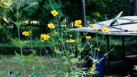Kleine-Gelbe-Blumen-Wehen-In-Einer-Sanften-Brise-Auf-Einem-Ländlichen-Asiatischen-Bauernhof