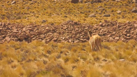A-vicuna-wandering-around-in-Chile,-in-the-highlands-around-San-Pedro