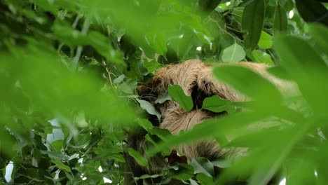 Sloth-hiding-in-tree-behind-leaves