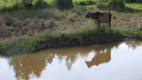 Vacas-O-Toros-En-Tailandia