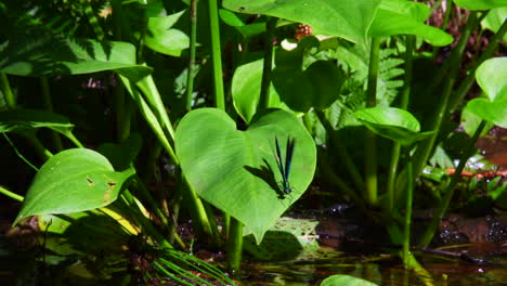 Beautiful-demoiselle-males-flying-around-and-resting-on-a-calla-water-arum-plants