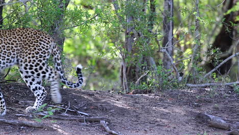 Ein-Faulenzender-Leopard-Steht-Auf-Und-Geht-In-Einem-Afrikanischen-Wildreservat-Aus-Dem-Bild