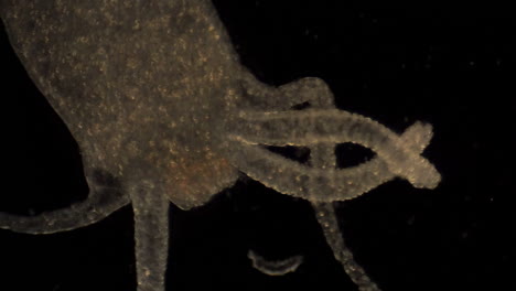 Hidra-Microscópica-Mueve-Sus-Tentáculos-Para-Atrapar-Presas
