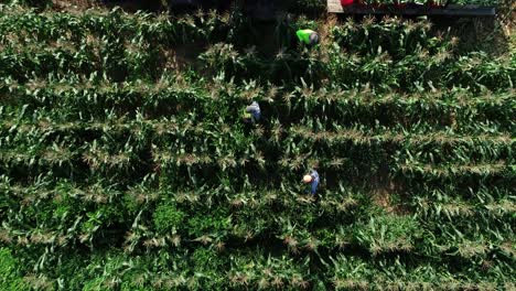 High-aerial-camera-looking-straight-down-as-three-farmers-pick-corn-in-a-cornfield