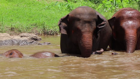 Elefantenfamilie-Rollt-Herum-Und-Hat-Spaß-Im-Fluss