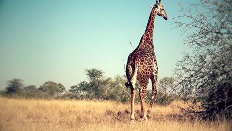 Eine-Sehr-Seltene-Schwarze-Giraffe,-Die-Frei-In-Afrika-Läuft