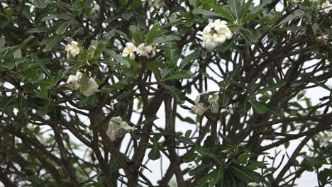 Plumeria-Blüht-Im-Süden-Von-Thailand