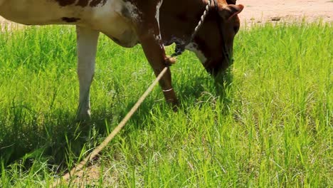 Vaca-India-Marrón-Pastando-Y-Alimentándose-De-Un-Parche-Fresco-De-Hierba-Verde