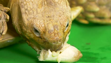 Macro-close-up-of-a-Sulcata-African-Spurred-Tortoise-eating-a-banana-on-green-chroma-key-screen