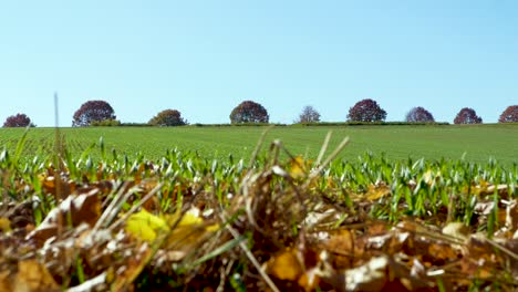 Wideshot-of-a-field-in-autumn