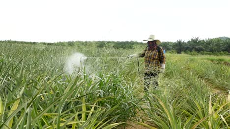 Fumigación-De-Fertilizantes-En-Una-Granja-De-Piñas-En-Tailandia