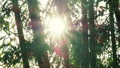 Sun-light-flare-behind-bamboo-trees