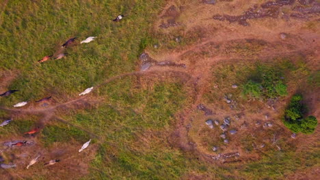 Aerial-top-down,-birdseye-shot-of-white-and-brown-horses,-on-a-farm,-in-the-countryside-of-Tyreso,-Sweden