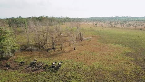 Aerial-view-of-wild-buffalos-in-a-field