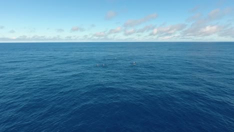 Una-Manada-De-12-Cachalotes-Nadando-Pacíficamente-En-El-Océano