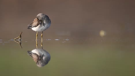 Wood-Sandpiper-in-lake-with-reflection-in-water