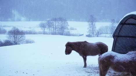 Pferde-Stehen-Draußen-Im-Schneesturm