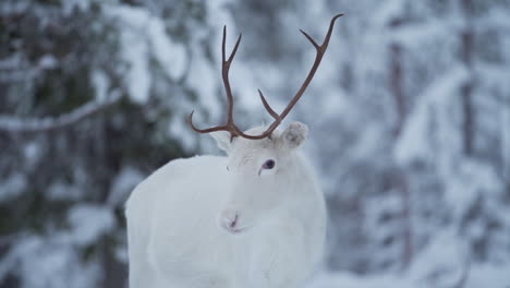 Slowmotion-of-a-pure-white-reindeer-looking-curiously-at-the-camera-in-snowy-forest
