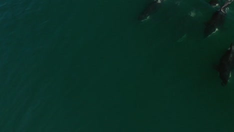 Gruppe-Von-Killerwalen---Orca-Im-Meer-Mit-Bergen-Im-Hintergrund