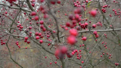 Close-Up-Of-Branch-With-Red-Autumn-Berries