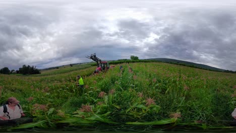 360-VR-Selfie-Stick,-Der-Sich-Durch-Ein-Maisfeld-Bewegt,-Während-Landarbeiter-Unter-Bewölktem-Himmel-Mais-Pflücken