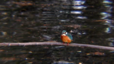 A-Common-Kingfisher-sitting-on-a-branch-at-Musashiseki-Park-in-Tokyo,-Japan