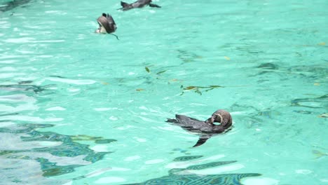 Pinguin-Schwimmt-Im-Wasser-Herum-Und-Kratzt-Sich-Mit-Dem-Schnabel-Zurück