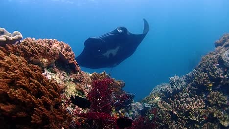 A-majestic-black-manta-appears-behind-a-coral-mountain-and-swimming-above-the-camera-very-calm