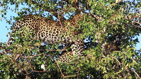 Zwei-Subadulte-Männliche-Leoparden-Putzen-Sich-Tagsüber-Gegenseitig-In-Einem-Maroela-Baum,-Greater-Kruger-National-Park