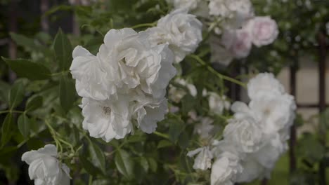 Weiße-Blumen.-Rosen