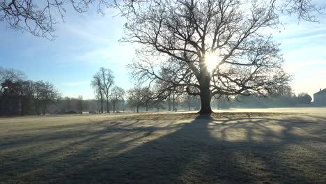 Frosty-morning-with-large-tree-in-a-park-in-London