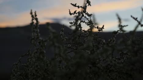 Nahaufnahme-Von-Wüstensträuchern-In-Der-Kleinen-Sahara-Wüste-In-Utah-Während-Eines-Wunderschönen-Farbenfrohen-Sonnenuntergangs