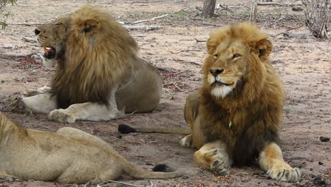 Two-pride-male-lions-holds-their-heads-up-and-keep-a-watchful-eye-for-any-danger-with-their-youngsters-not-far-from-them