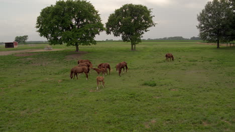 Aerial-fly-by-of-beautiful-brown-mares-and-colts-grazing-in-a-field