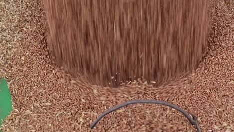 Extreme-Close-Up-of-Wheat-going-into-an-Auger