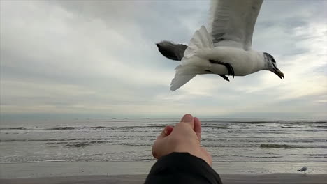 Seagull-swoops-in-to-eat-out-of-a-man's-hand-by-the-ocean