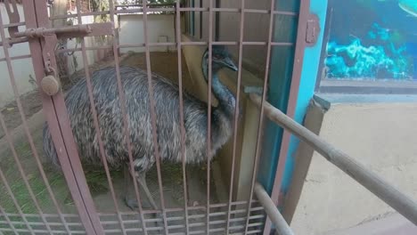 Un-Gran-Pájaro-Emú-Adulto-En-Una-Jaula-En-Un-Parque-Zoológico-Buscando-Comida-En-La-Ciudad-De-Jamnagar,-Gujarat,-India