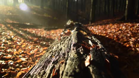 Medium-shot-of-an-old-fallen-tree-with-fog-hovering-over-it-at-sunset-in-a-beautiful-forest-during-autumn