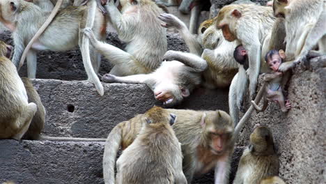 Eine-Gruppe-Von-Affenfamilien,-Die-Sich-An-Einem-Heißen-Nachmittag-Im-Tropischen-Regenwald-Südostasiens-Um-Eine-Alte-Ruine-Versammeln