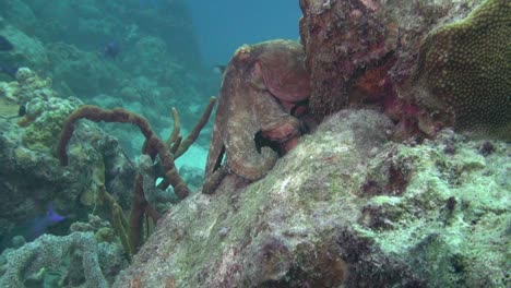 Großer-Oktopus-Auf-Korallenkopf
