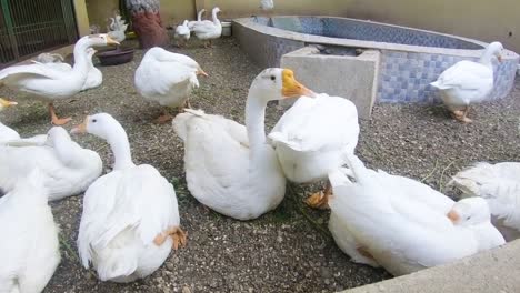 Beautiful-white-goose-birds-group-sitting-and-resting-in-zoo-park-stock-video
